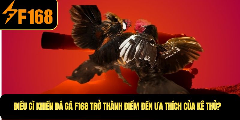 Điều gì khiến đá gà F168 trở thành điểm đến ưa thích của kê thủ?