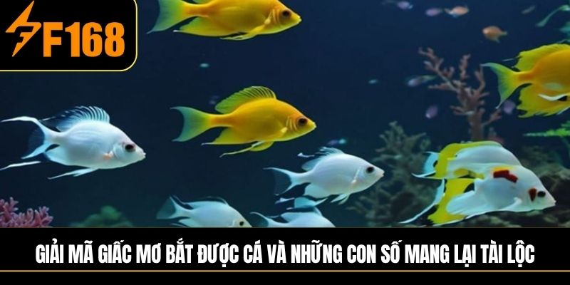 Giải mã giấc mơ bắt được cá và những con số mang lại tài lộc