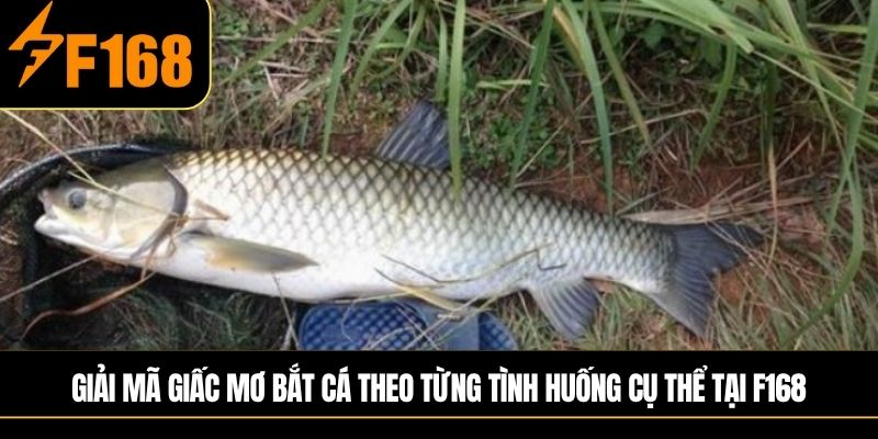 Giải mã giấc mơ bắt cá theo từng tình huống cụ thể tại F168