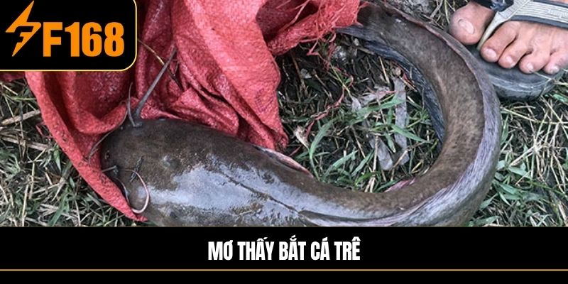 Mơ thấy bắt cá trê