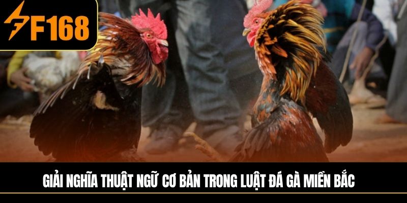 Giải nghĩa thuật ngữ cơ bản trong Luật đá gà miền Bắc