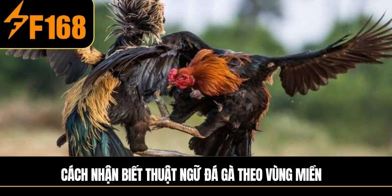 Cách nhận biết thuật ngữ đá gà theo vùng miền