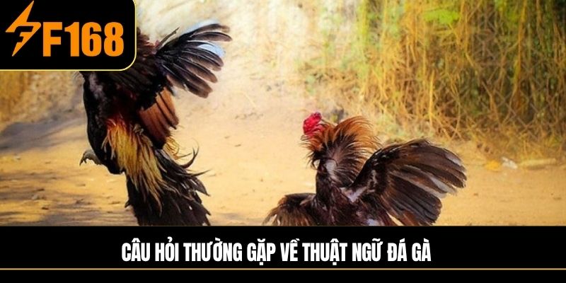 Câu hỏi thường gặp về thuật ngữ đá gà