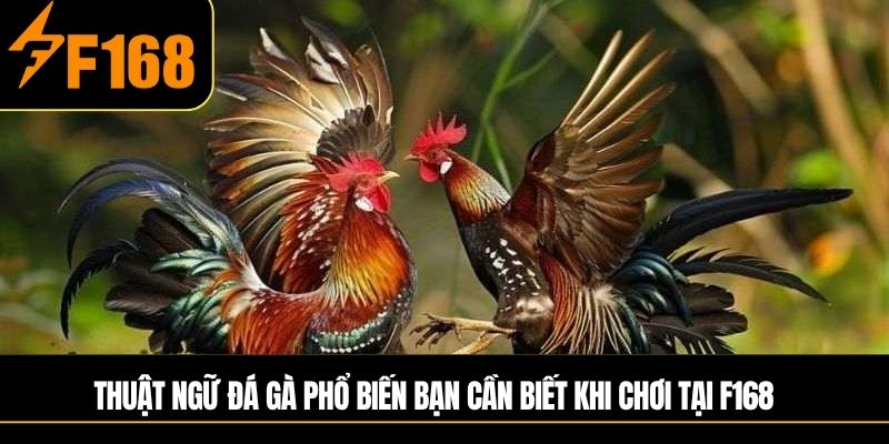 Thuật ngữ đá gà phổ biến bạn cần biết khi chơi tại F168