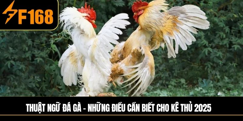 Thuật ngữ đá gà